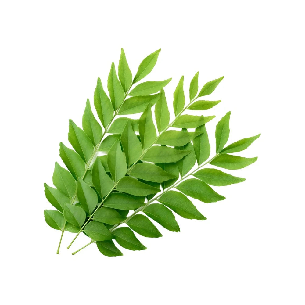 Kadi Patta (Curry Leaves) Ayurvedic Herb