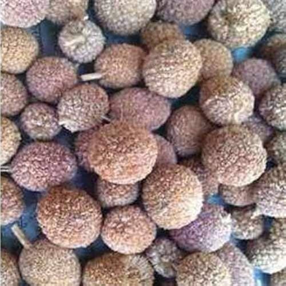 Gorakhmundi (Sphaeranthus Indicus) Ayurvedic Herb