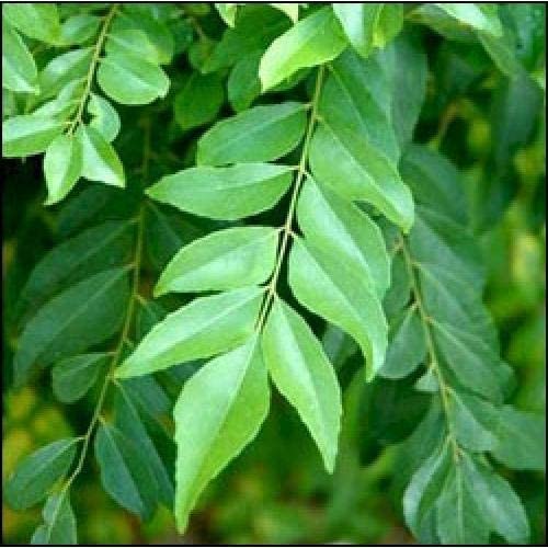 Kadi Patta (Curry Leaves) Ayurvedic Herb