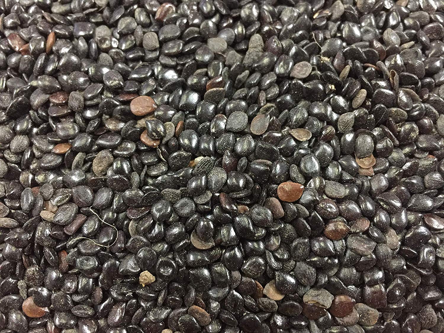 Chasku Seeds (Cassia Absus) 100% Pure Natural Herbal Remedy