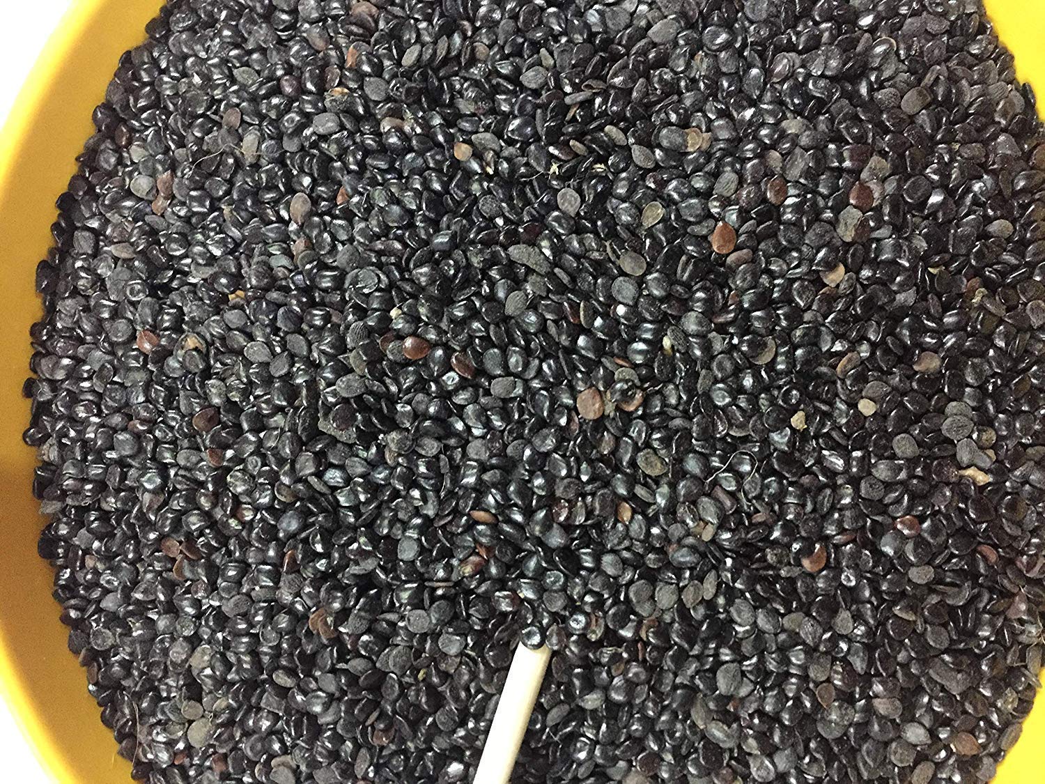 Chasku Seeds (Cassia Absus) 100% Pure Natural Herbal Remedy