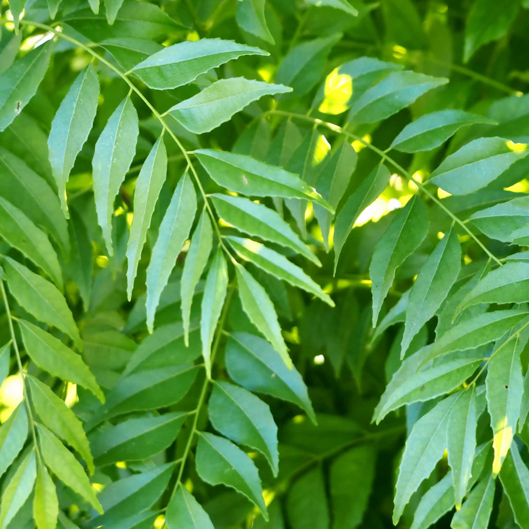 Kadi Patta (Curry Leaves) Ayurvedic Herb