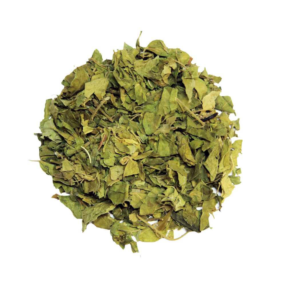 Gurmar Buti (Madhunashini) The Natural Sugar
