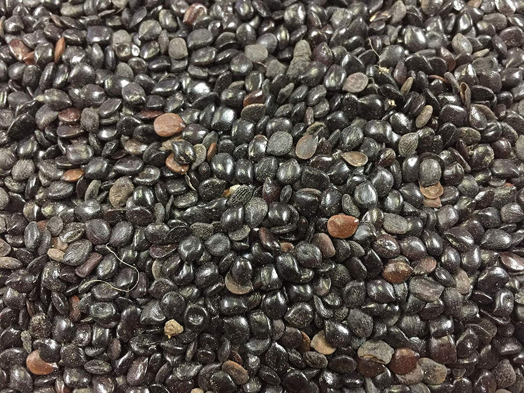Chasku Seeds (Cassia Absus) 100% Pure Natural Herbal Remedy