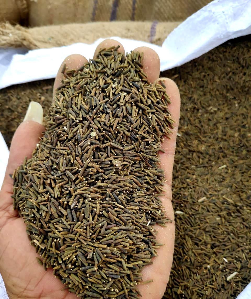Kaali Jeeri (Centratherum Anthelminticum) Powerful Ayurvedic Herb