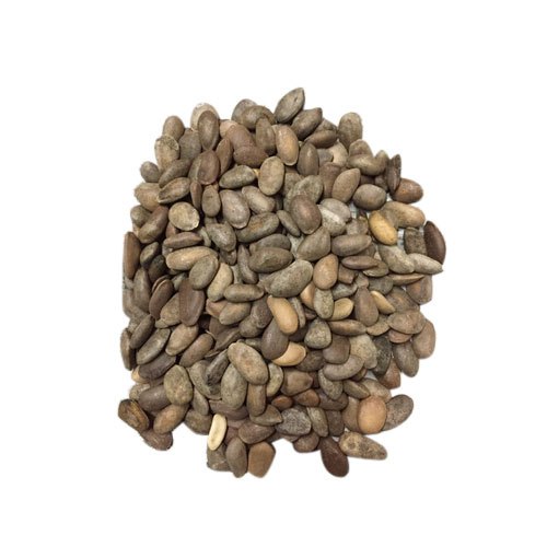 Kanchan Seeds (Champak Michelia Champaca) Sacred Ayurvedic Herb