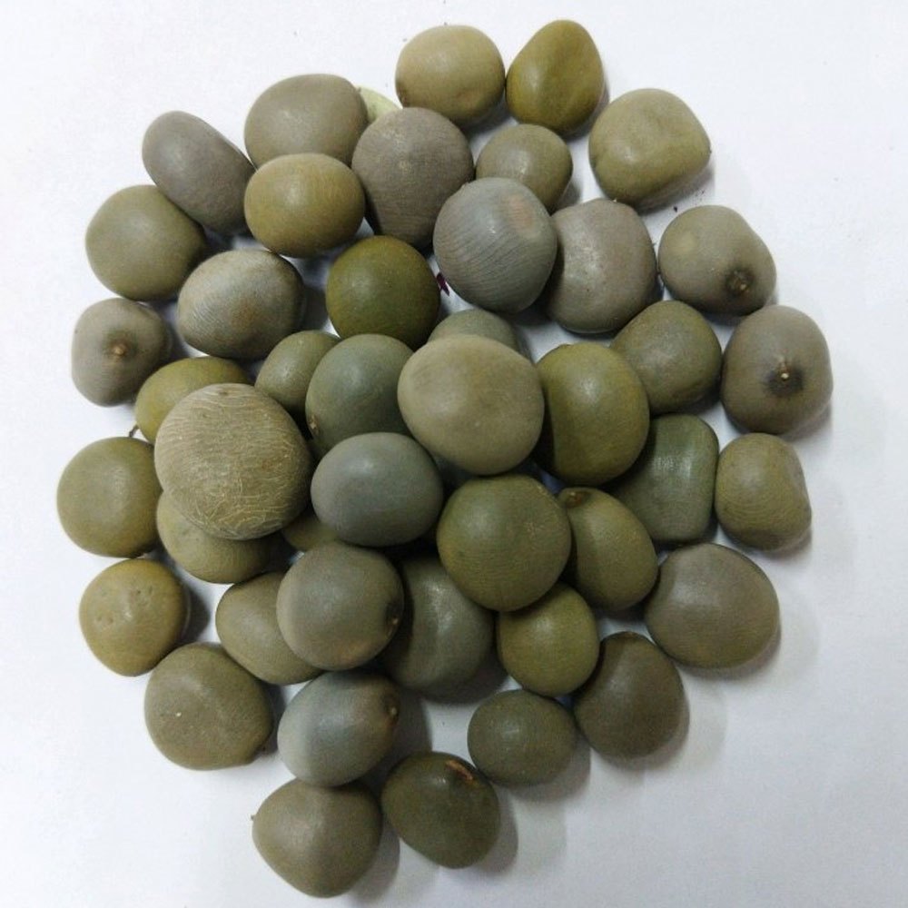 Caesalpinia Bonduc Seeds Dry Karanjwa Seeds Ayurvedic Herb